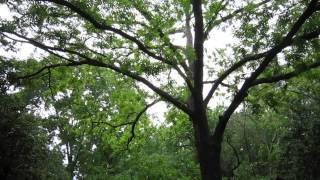 Blackpoll Warbler Song Macon Georgia April 29 2013 [upl. by Nawram]