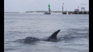 2 Male Dolphins Next to Photographer [upl. by Edroi]