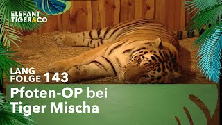 Große Sorge um TigerVater Mischa Langfolge 143  Elefant Tiger amp Co  ARD [upl. by Yelrak]