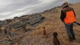 Working Cocker Spaniels Owen and Gyp hunting rabbits [upl. by Valerian]