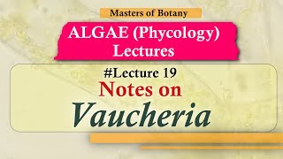 Lecture 19  Vaucheria Life Cycle Chlorophyceae  Algae Lecture Notes [upl. by Eirac]