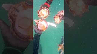 Ya CONOCES los CALLOS de BURRA🧐🤤😱viralvideo pesca apnea bajacaliforniasur scallops [upl. by Edrock]