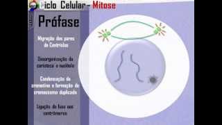 Ciclo celular  Mitose [upl. by Barger]