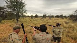 Intense Kalahari Lion Hunt A Standoff to Remember [upl. by Inglebert]