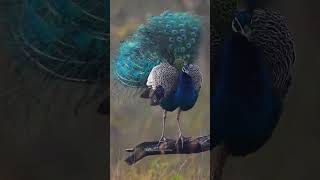 Why Peacock Is National Bird Of India [upl. by Safier]