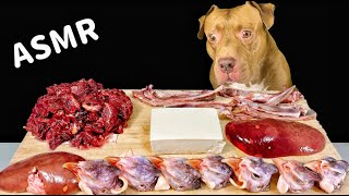 ASMR MUKBANG PITBULL EATING RAW FOODS [upl. by Ibur]