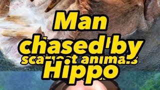 Man chased by Hippo hippo nature story true run man animals shorts [upl. by Wicks]