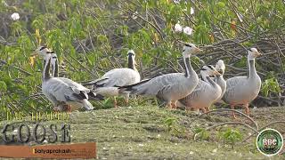 Bar  Headed Goose [upl. by Kokoruda903]