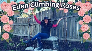 Planting Eden Climbing Rose on Garden Trellis bare root [upl. by Adleme]