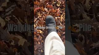 An Autumn afternoon Walk lifewithabassador  New Jersey  shorts  mindfulnesswalking [upl. by Malamut198]