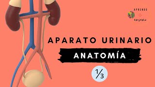 Anatomía del aparato urinario [upl. by Morse]