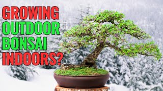 Can You REALLY Grow Outdoor Bonsai Trees Indoors [upl. by Karie]