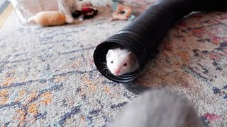 Adorable Ferrets Playing  DOOK SOUNDS [upl. by Ecnerrot]