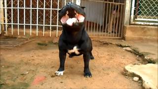 Cachorro Macho Staffordshire Bull Terrier [upl. by Vickey]