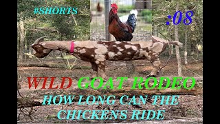 WILD GOAT RODEO CHICKEN vs GOATS SHORTS [upl. by Chesnut763]