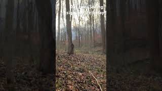 Deer camp day 2 bowhunting hunting deerseason deerhunting deer nature [upl. by Wilson]