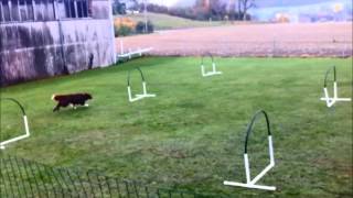 Hoopers  Nadac  HoopersAgility  Hundeschule gooddog Freudwil bei Uster [upl. by Akina]