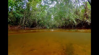 Habitat of Hyphessobrycon herbertaxelrodi and Apistogramma trifasciata Mato Grosso do Sul Brazil [upl. by Liew815]