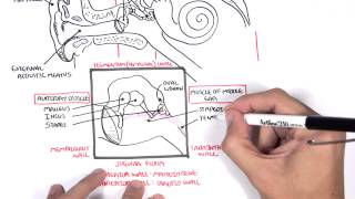 Anatomy  Ear Overview [upl. by Luisa]