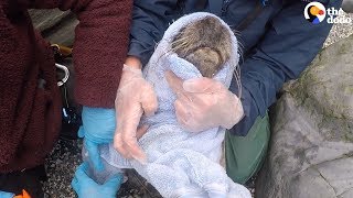 Seal With Net Cutting into Neck SAVED by Rescuers  The Dodo [upl. by Atilrahc]