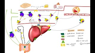 lipoproteins and cholesterol metabolism [upl. by Grew296]