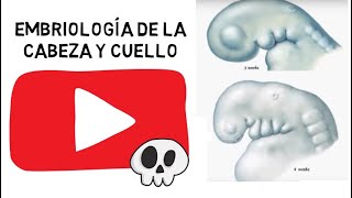 ✅ Embriología de la Cabeza y cuello video con audio mejorado en descripción del video [upl. by Morlee]