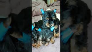 The Yorkshire Terrier puppies are already 15 months old [upl. by Vlada795]