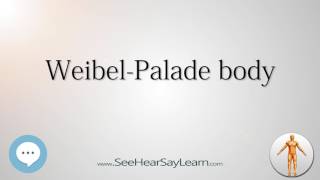 Weibel Palade body Anatomy Named After People 🔊 [upl. by Aivital]