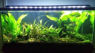 75 gallon freshwater  Tank cleaning [upl. by Maddalena176]