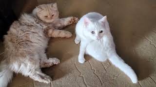 Cute White and Brown Cats Meowing to attract Me [upl. by Enomar478]