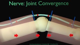 Nerve Joint Convergence [upl. by Rema]