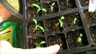 Heirloom Tomato Update [upl. by Uriiah]