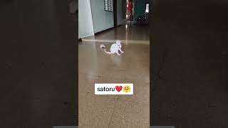 reel pets mascotas elenabr pets humor perros cat shorts viral parati parativiral tiktok [upl. by Bortman]