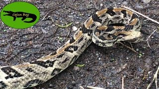 Canebrake Rattlesnake [upl. by Deeanne655]