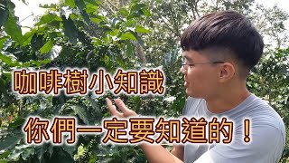 咖啡樹小知識！你們一定要知道的！｜咖啡樹基本介紹【cc字幕】 [upl. by Ecinev989]