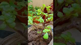 Jade Plant Care amp Tips gardening jadeplantcutting [upl. by Ecirb]