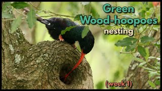 GREEN WOODHOOPOES at their nest  week 1  part 2 [upl. by Adnarym]