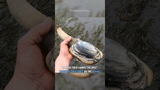 Largest Burrowing Clam  The Geoduck [upl. by Sweyn]