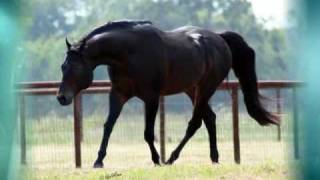 Rocked And Steady  AQHA Stallion [upl. by Nickerson263]