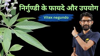 निर्गुण्डी के फायदे और उपयोग  Vitex negundo  Ayurveda Amrutam [upl. by Moneta]