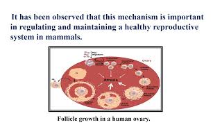 Follicular Atresia Video No 492 [upl. by Eornom]