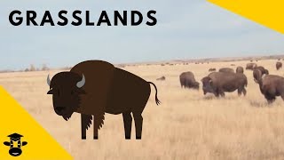 Grasslands  Biomes of the World [upl. by Nesyt]