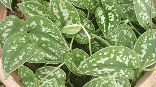 Scindapsus Pictus Argyraeus  Satin Pothos From Cuttings Given By My FriendImelda Ingram USA [upl. by Fife]