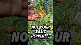 Upgrade Your Pepper Game Ft Orange Cayenne 🌶 [upl. by Manthei]