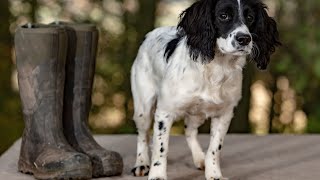 Managing English Springer Spaniel Barking Behavior [upl. by Leanor]