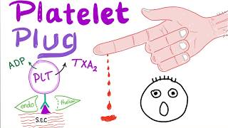 Platelet Plug  Primary Hemostasis  Platelet Adhesion amp Aggregation  How The Clot Forms [upl. by Chelsae]