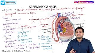 2 General Embryology  Spermatogenesis [upl. by Meyer]