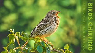 Birds Chirping  Relaxing Bird Singing Heal Stress Relieving Anxiety Ambient Nature [upl. by Einama925]