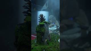 Tiger Centipede Ecosystem Part  2 shorts bluebox [upl. by Deaner421]