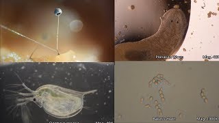 The Amazing Microscopic World [upl. by Harman]